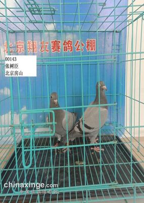 张树臣:三亚沉香协会会长